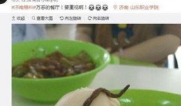 学生爆料食堂饭菜视频,学生爆料饭菜实况，引发网友热议