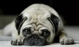 巴哥最新爆料事件,揭秘娱乐圈惊人内幕